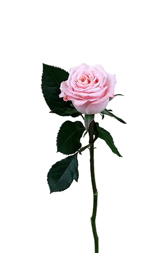 Roses Peach Shimmer 60cm