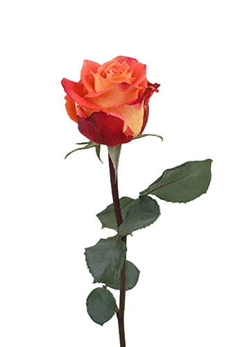 Roses Bicolor Silantoi 50cm