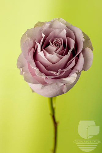 Roses Vintage Silvery Light 50cm