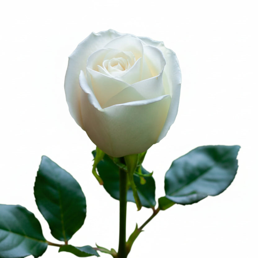 Roses White Tibet 40cm