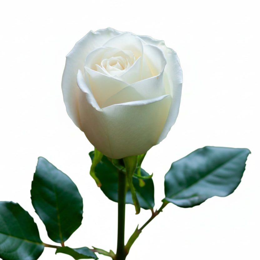 Roses White Tibet 50cm