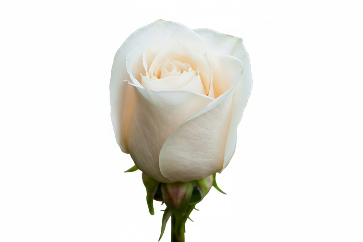 Roses White Vendela 40cm