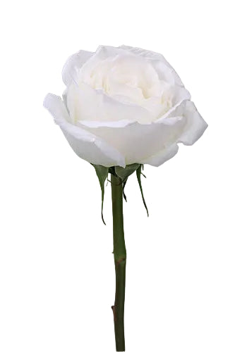 Roses White Whitehouse 50cm