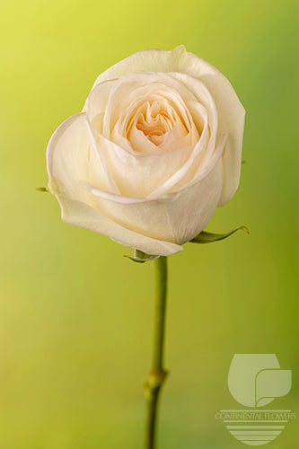 Roses White White Ohara 60cm