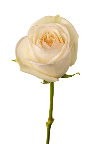 Roses White White Ohara 60cm