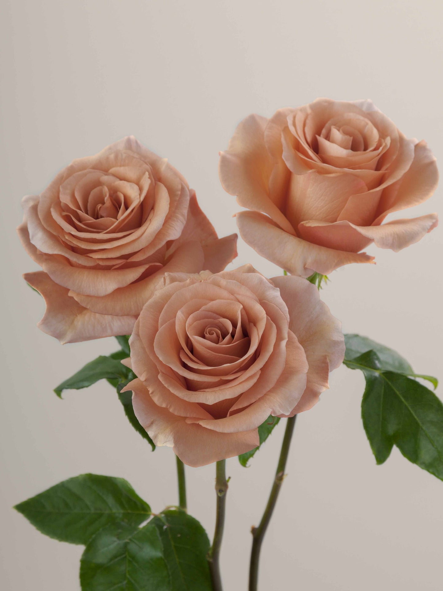 RP_MOAB_Rosaprima-Exclusive-Rose-5.jpg