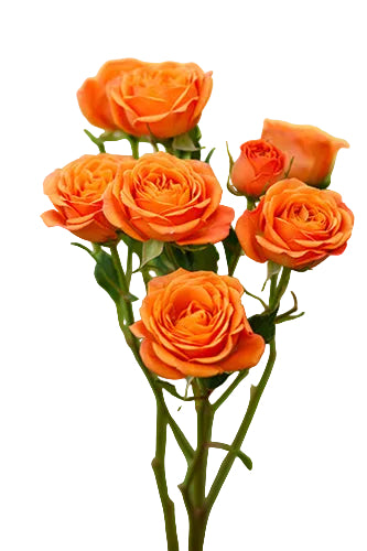 Spray Rose Orange Babe 50cm