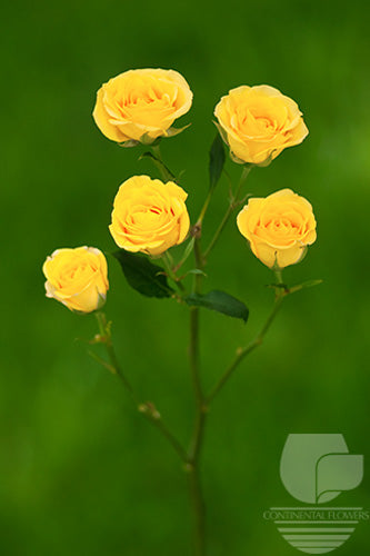 Spray Rose Yellow Babe 50cm