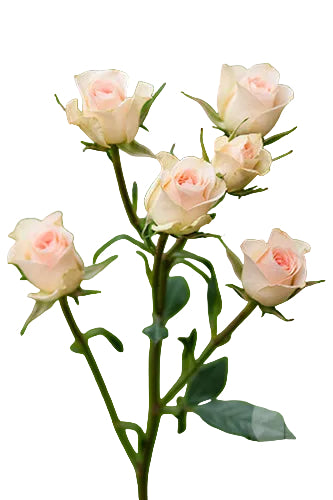 Spray Rose Light Pink Chablis 40cm