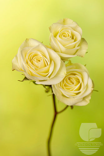 Spray Rose White Floreana 50cm