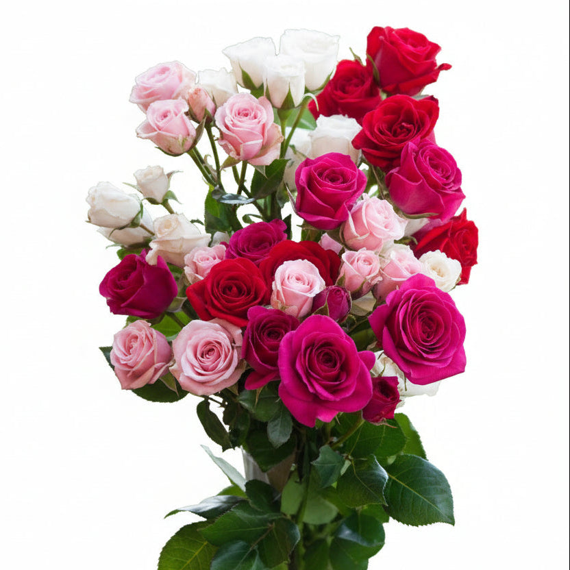 Spray Rose Valentine Pack Seasonal 50cm
