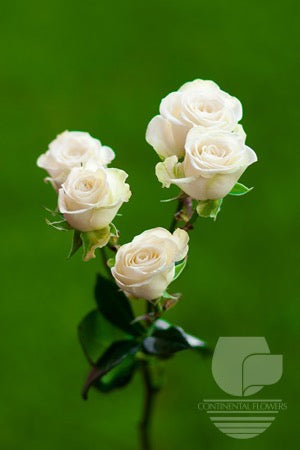 Spray Rose White Snowflake 50cm