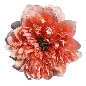 Roses Coral Dragon Fly 60cm