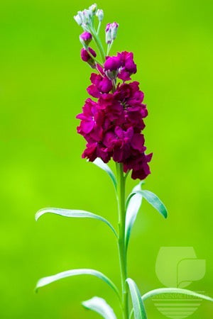 Stock Red - 70cm