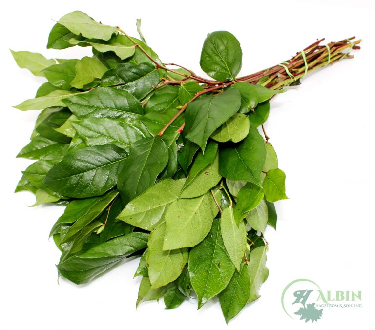Salal Tips - 25 Pack