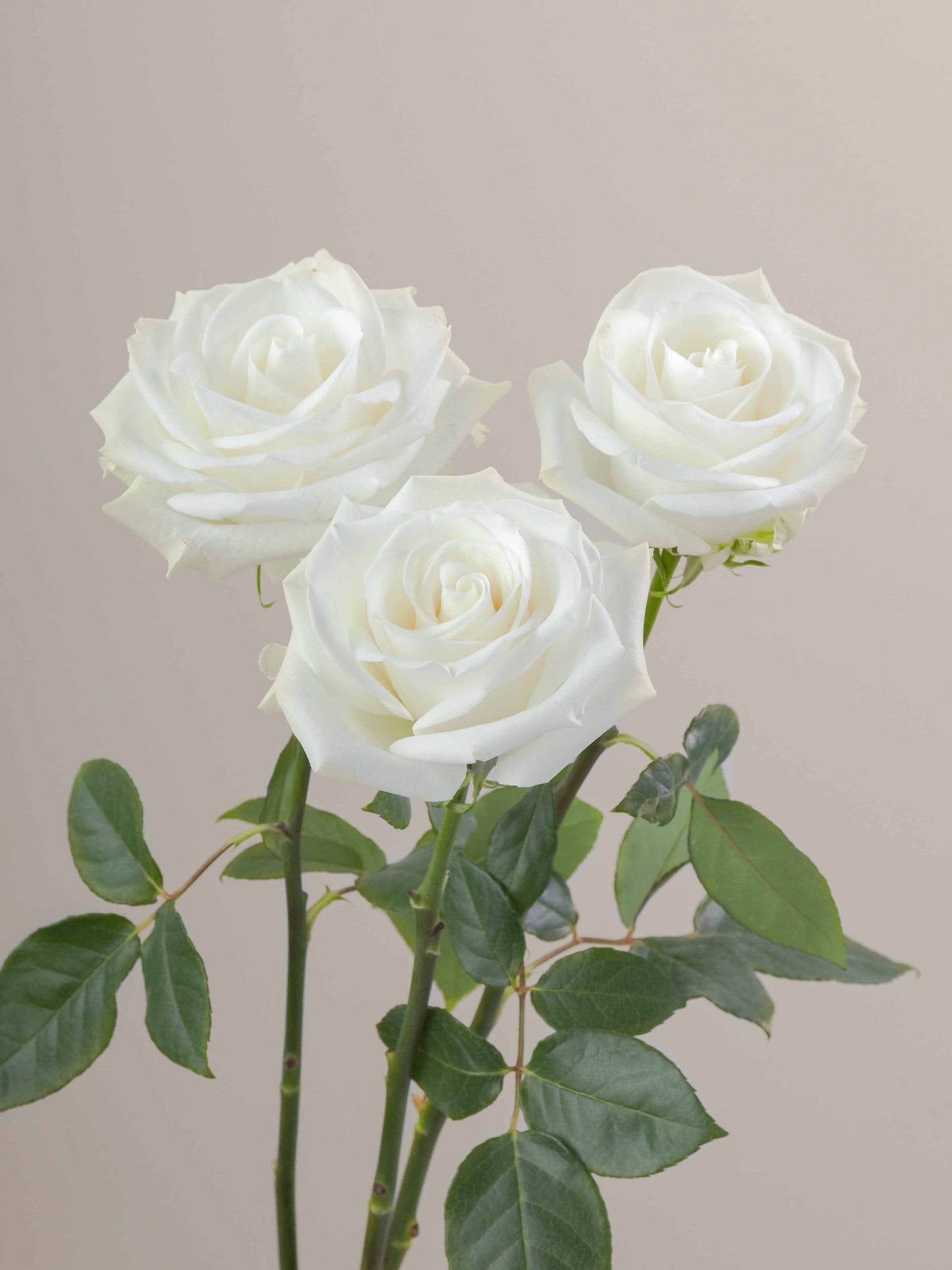Tibet_Rose_Trio_View_Rosaprima.jpg