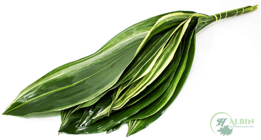 Aspidistra Variegated - 25 Pack