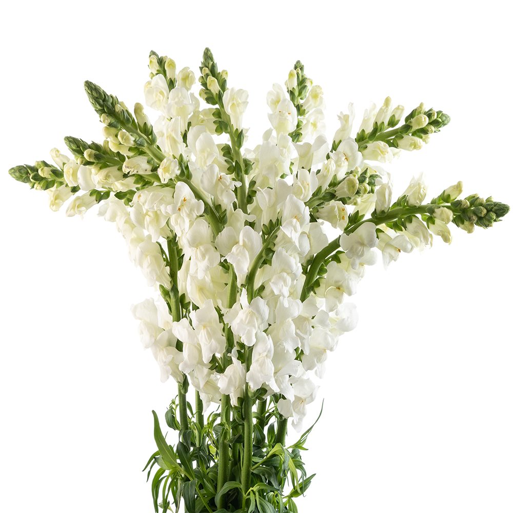 WHITE-SNAPDRAGON-1-oqtw9qxu6mh4zld7lk2qjybh0h0th0w9pi9rwqla8g.jpg