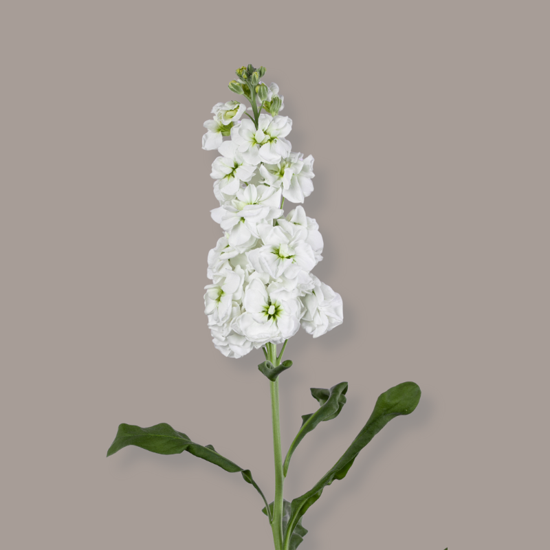 Stock D.B. White 70 Cm