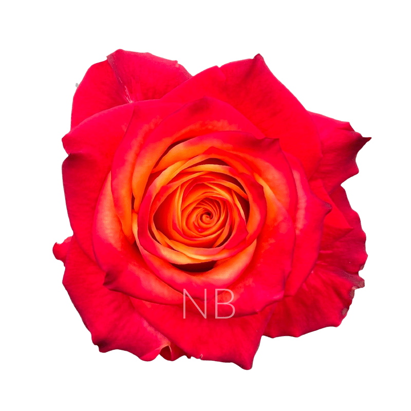ATOMIC BICOLOR R/Y ROSE 50 CM
