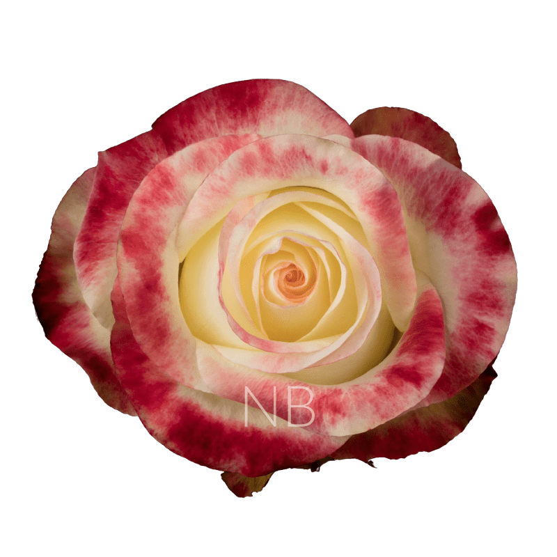 AUBADE BICOLOR W/R ROSE 50 CM