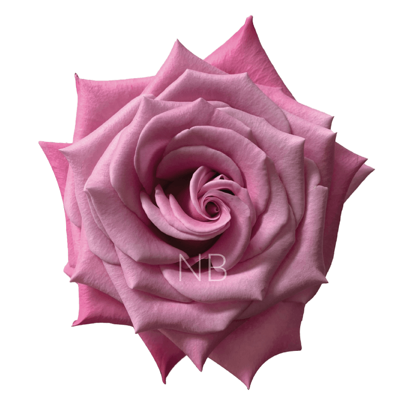 BABALOO LAVENDER ROSE 60 CM