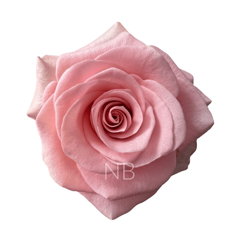 BE SWEET LIGHT PINK ROSE 70 CM