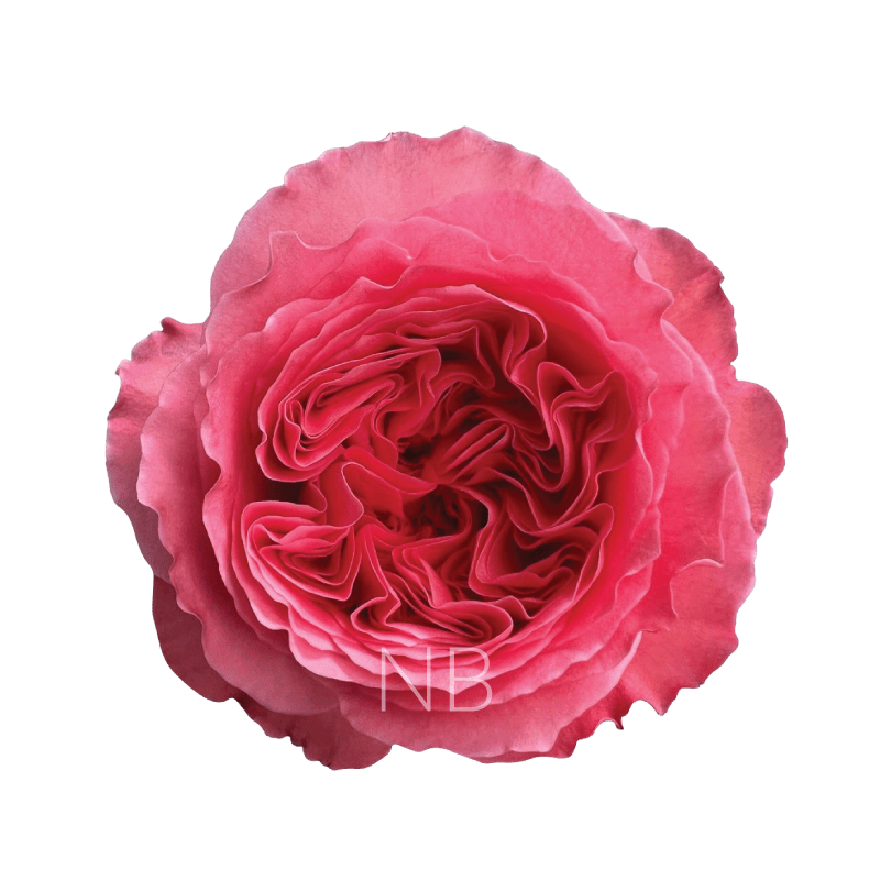 CANDY X-PRESSION LIGHT PINK ROSE 40 CM