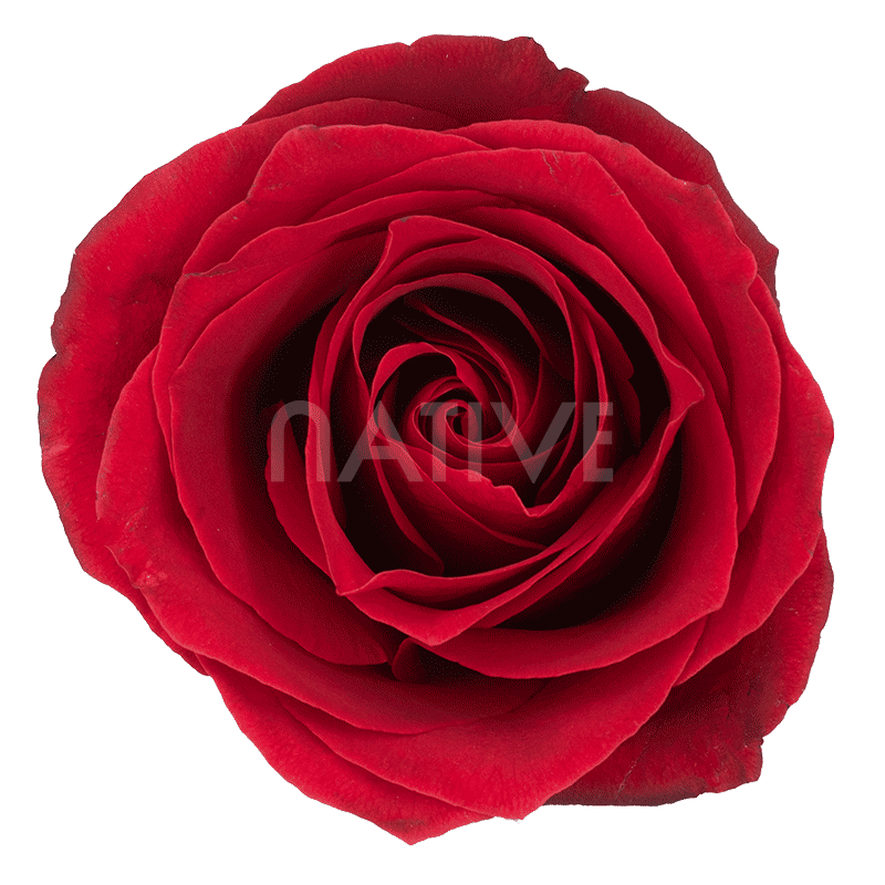 DALLAS RED ROSE 70 CM