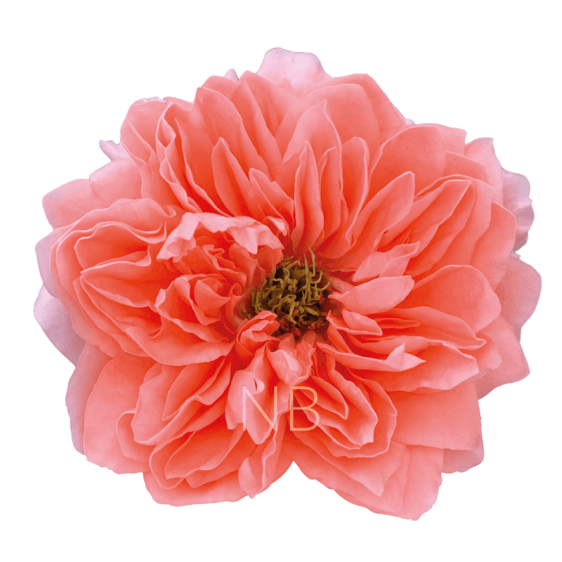 DRAGON FLY PINK ROSE 40 CM