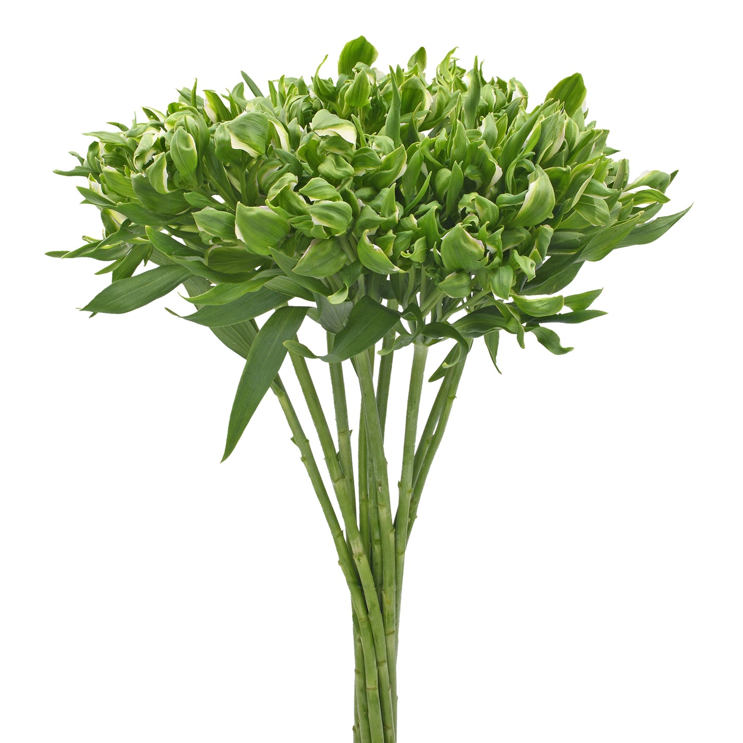 ALSTRO GREEN CROWN SEL 30 S/Q