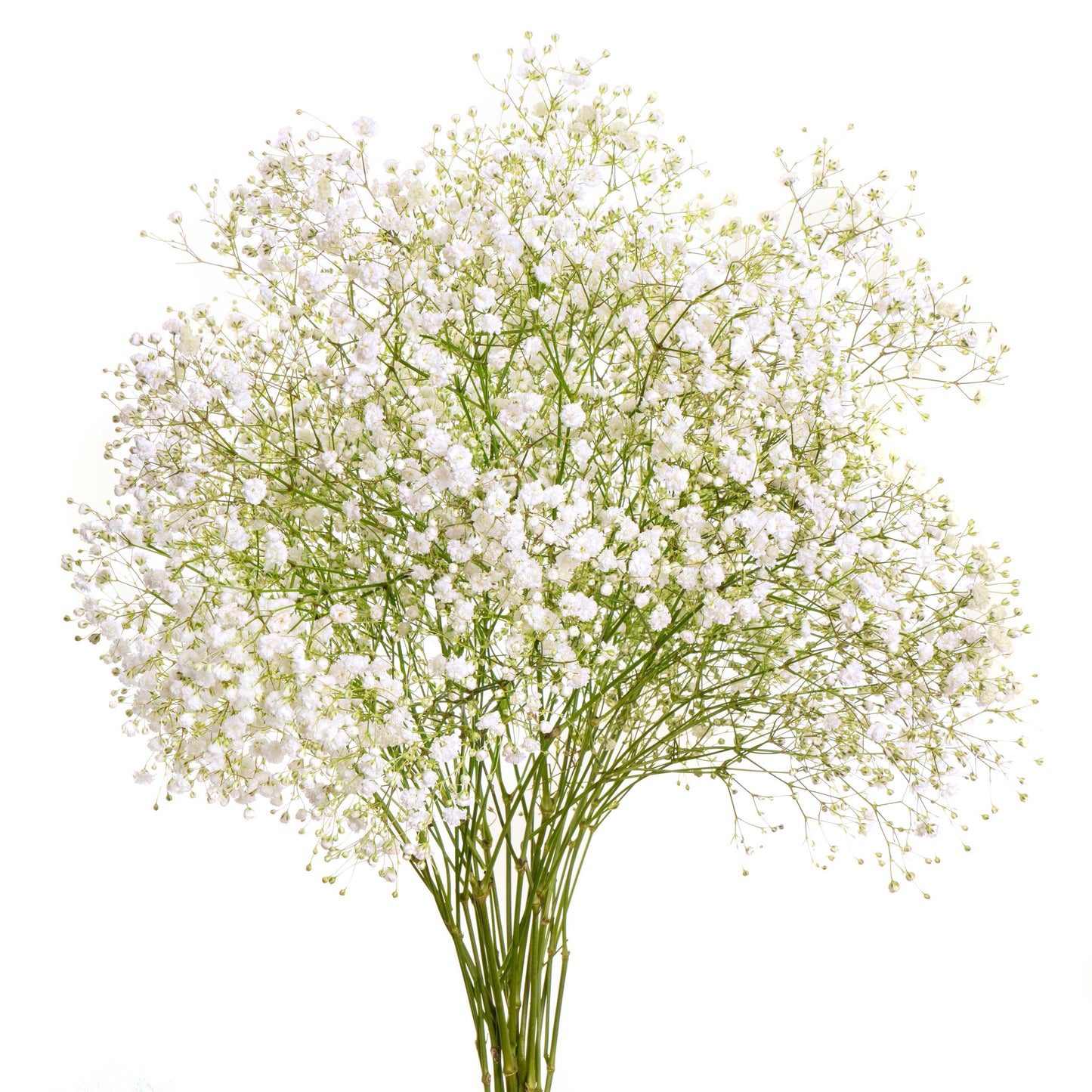 esmeralda-farms-gypsophila-overtime-white-1.jpg