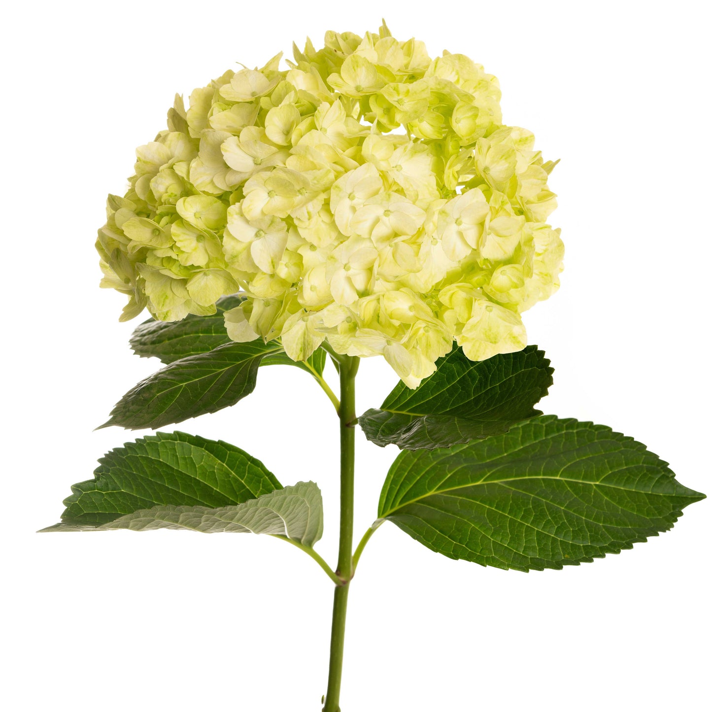 esmeralda-farms-hydrangea-premium-green-mojito-1.jpg