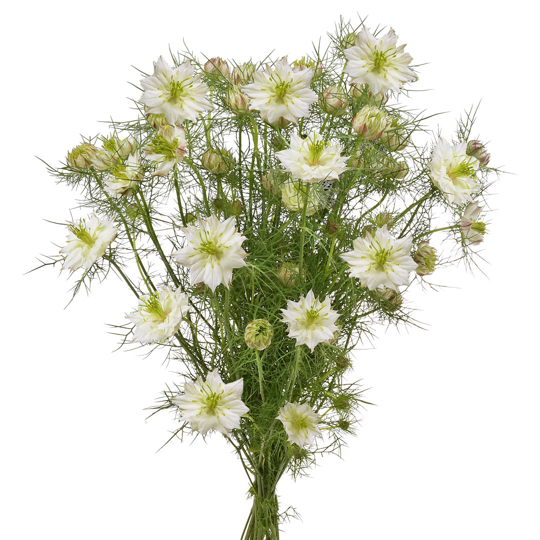 NIGELLA WHITE 70CM 60 S/E