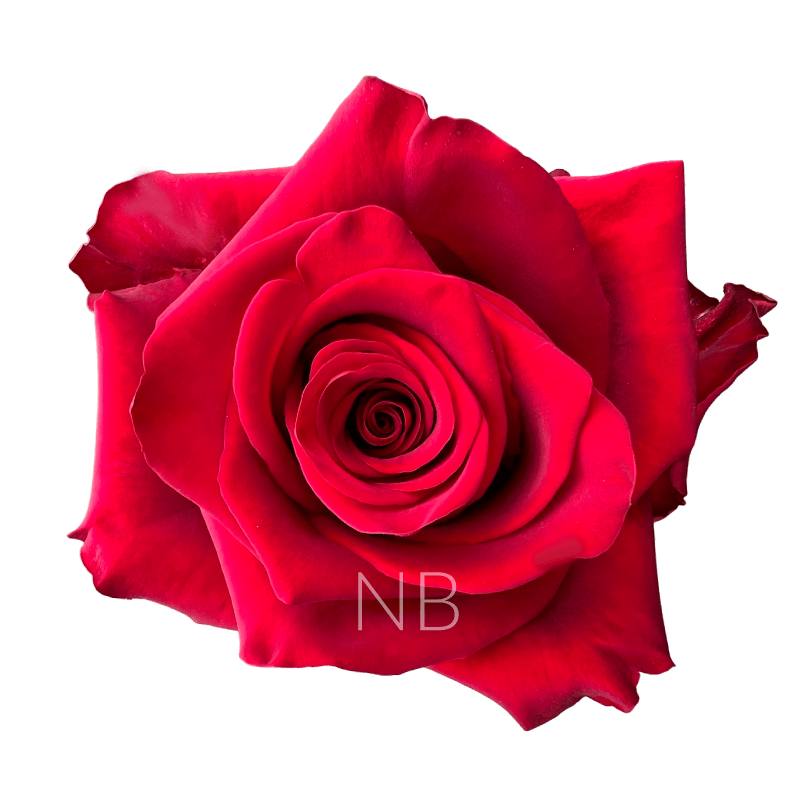 EXPLORER RED ROSE 70 CM