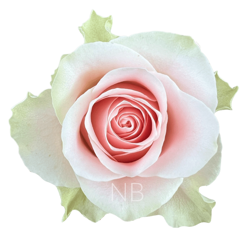 FRUTTETO BICOLOR PINK ROSE 40 CM