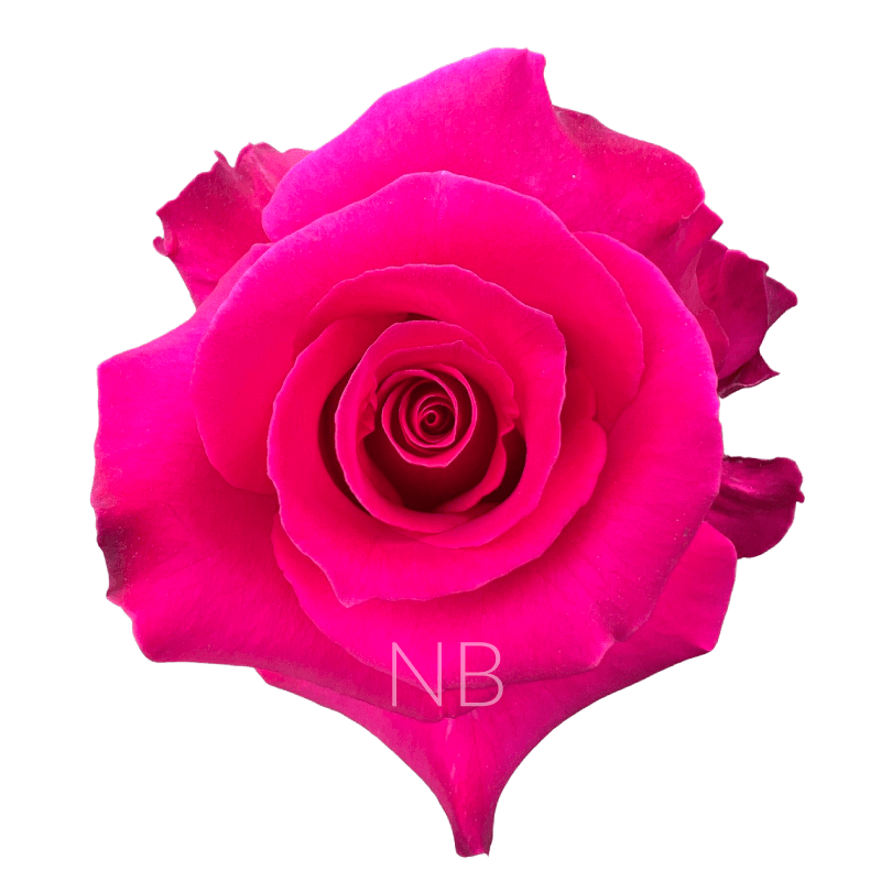 HOT LADY HOT PINK ROSE 40 CM