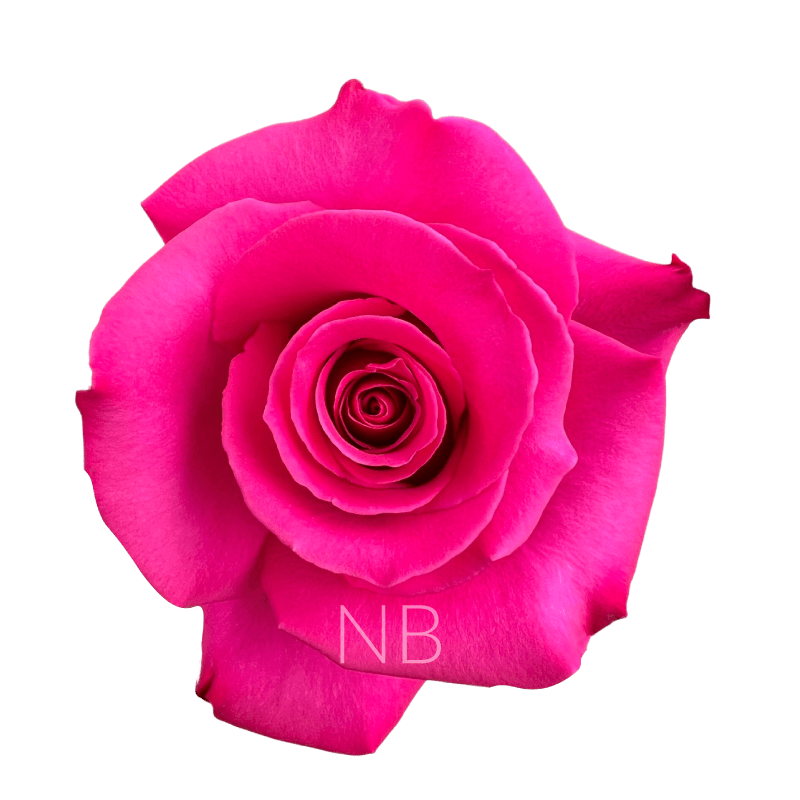 HOT PRINCESS HOT PINK ROSE 70 CM