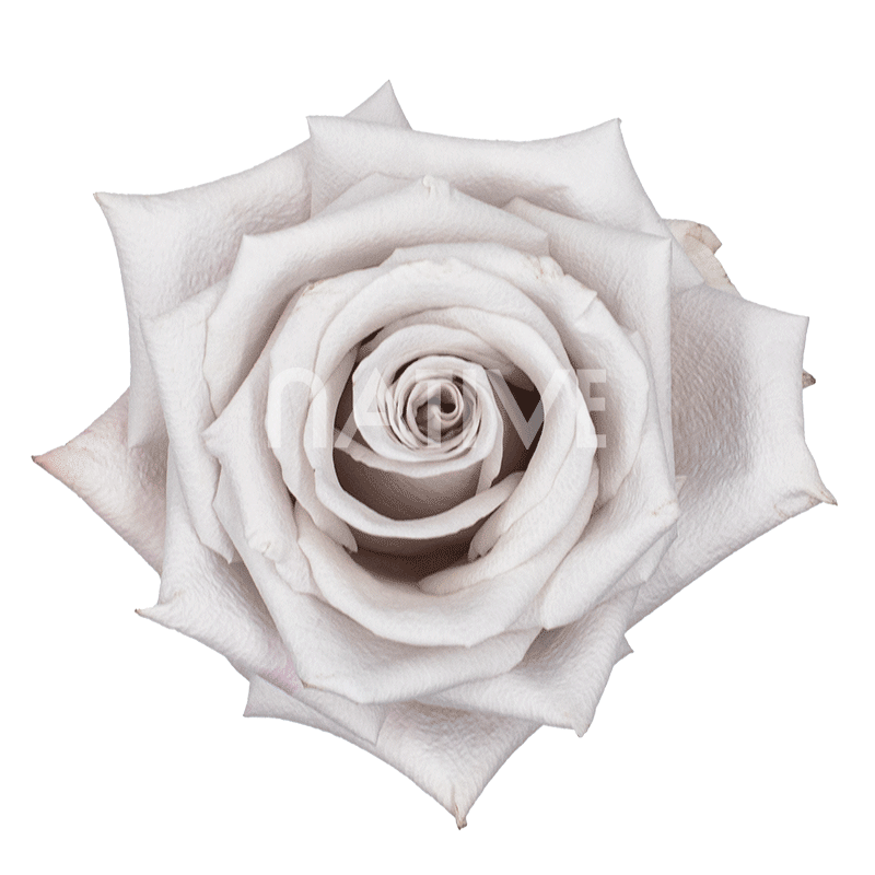 MENTA LAVENDER ROSE 40 CM