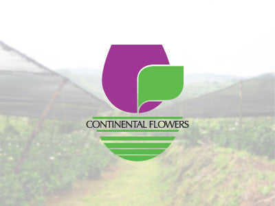 Alstroemerias Yellow Bicolor Bali Select