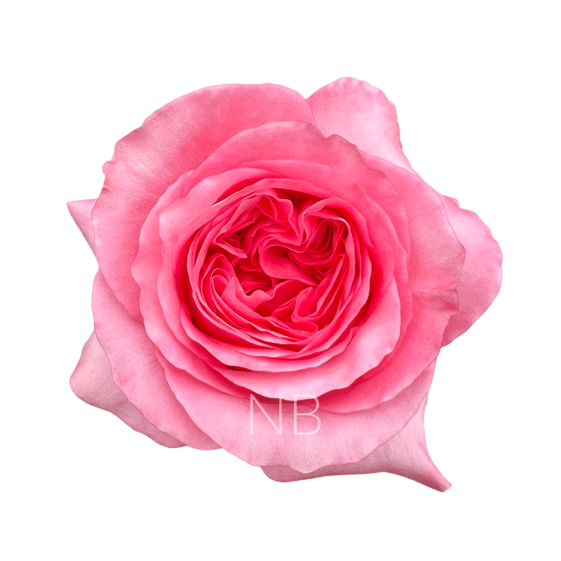 PINK X-PRESSION HOT PINK ROSE 40 CM