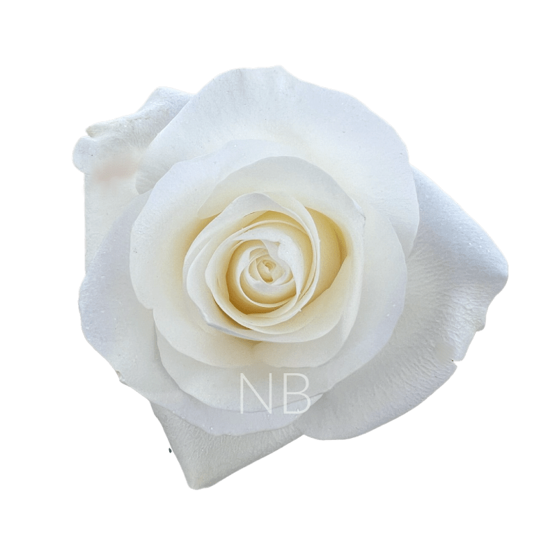 PROUD WHITE ROSE 40 CM