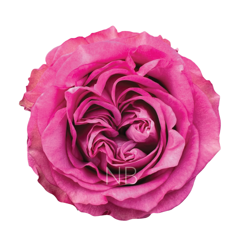 QUEEN'S CROWN LAVENDER ROSE 40 CM