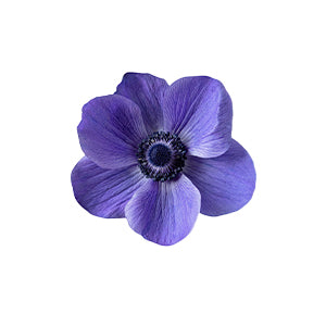Anemone Blue Fancy