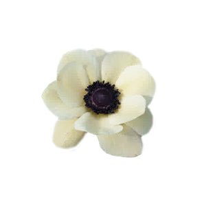 Anemone Cream Select