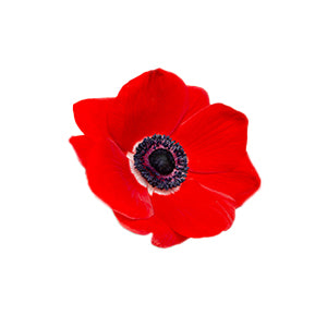 Anemone Red Fancy