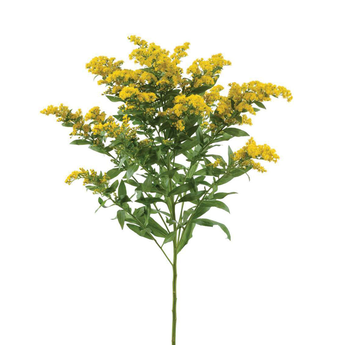 Aster Golden Glory