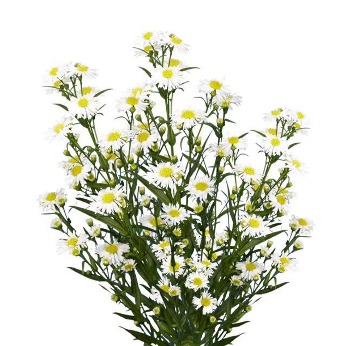 Aster Symphony