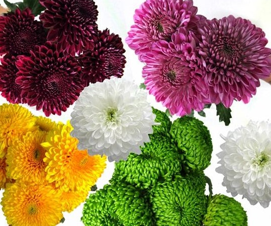 Disbud Button Assorted 5 Stem