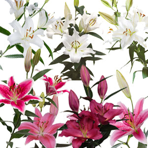 Lily Oriental Assorted